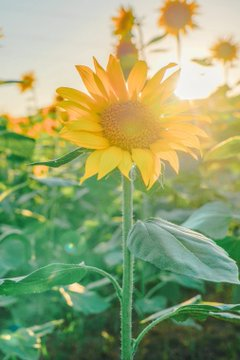 Bettyltgc's tweet photo. Although the sunflower is facing the sun, it always grows towards the sun. Plant sunflowers and make yourself a person who faces the sun. https://t.co/ryPQiFPc29