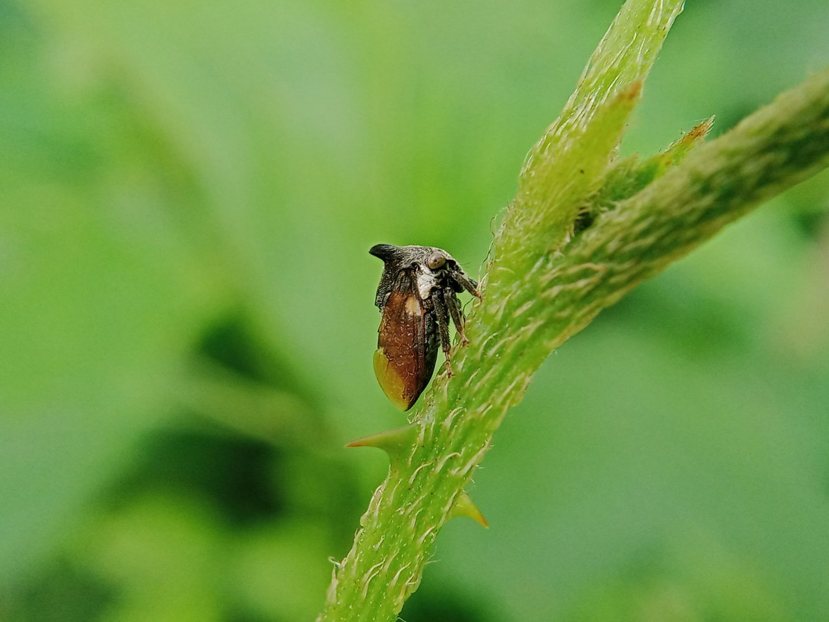 ligkarphoto's tweet photo. #animalmacro #photography @trafalgar #natural #poatoken #hiveblock https://t.co/zNtKBgMf4o