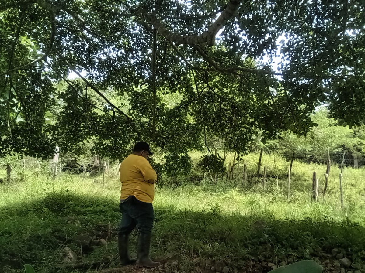 MarenaNicaragua's tweet photo. Realizamos levantamiento de polígonos en la finca Buena Vista de la protagonista Benedicto Miranda, habitante de la comarca Amerrisque, en Chontales, en el marco del proyecto “Fortalecimiento de la Resiliencia de Áreas Protegidas” #GEF5
#AmorAlaMadreTierra
#Biodiversidad https://t.co/8nrmWYcmAY