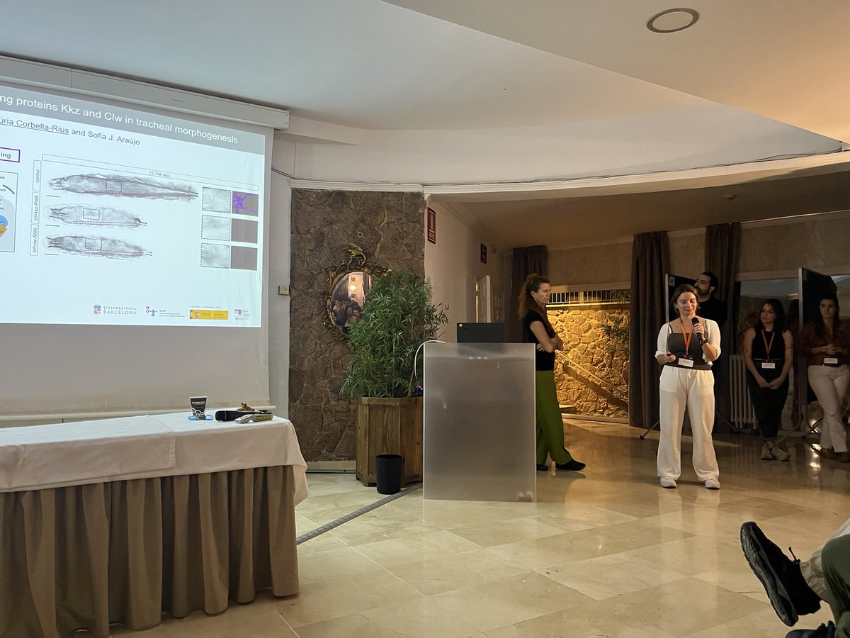 Great 2 minute flash talk by <a href="/nuria_corbella/">Núria Corbella Rius</a> <a href="/AraujolabUB/">Araújo Lab</a> @geneticsub <a href="/BiologiaUB/">Facultat de Biologia UB</a> on her Ph.D. project today at #SEBD2024 Congratulations!