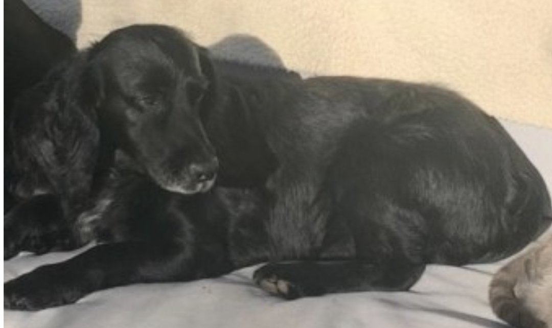 JACK #SpanielHour
Male #CockerSpaniel Elderly Black White bib Tagged Microchipped

#Missing 20 Sep 2024 Temple Guiting #GL54

doglost.co.uk/dog-blog.php?d…