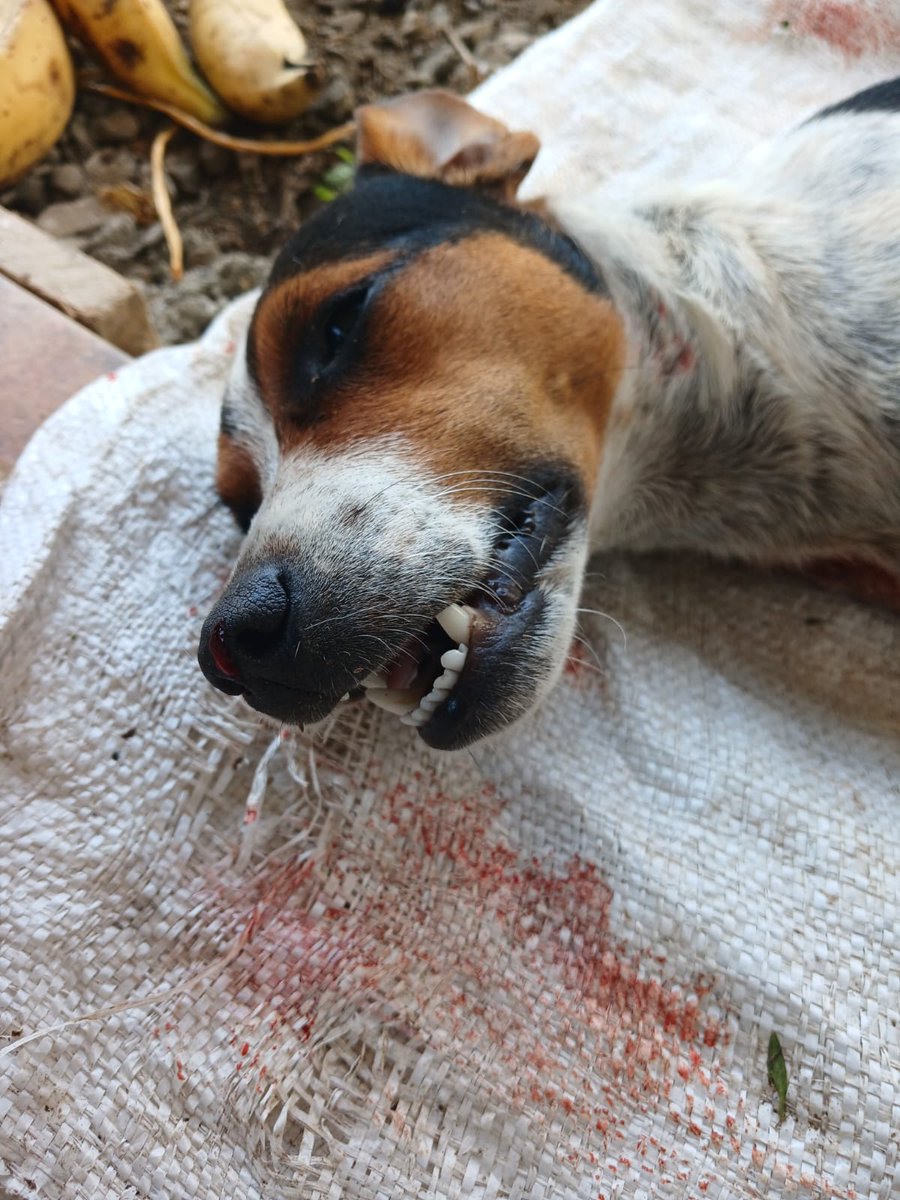 andreanimalidad's tweet photo. Él era Tulio. Lo 4sesin4r0n esta mañana en Blén de Umbría, Risaralda. Murió tras recibir cuatro impactos con perdigones de escopeta. El 4sesin0 fue capturado por el porte del arma, mas no por m4t4r a Tulio. Sin embargo, su cuidadora hizo denuncia en @FiscaliaCol con el apoyo de la Dra. @julifrancom ¿Necesitaremos más Tulios, más víctimas, para que el Congreso apruebe la #LeyAngel YA?