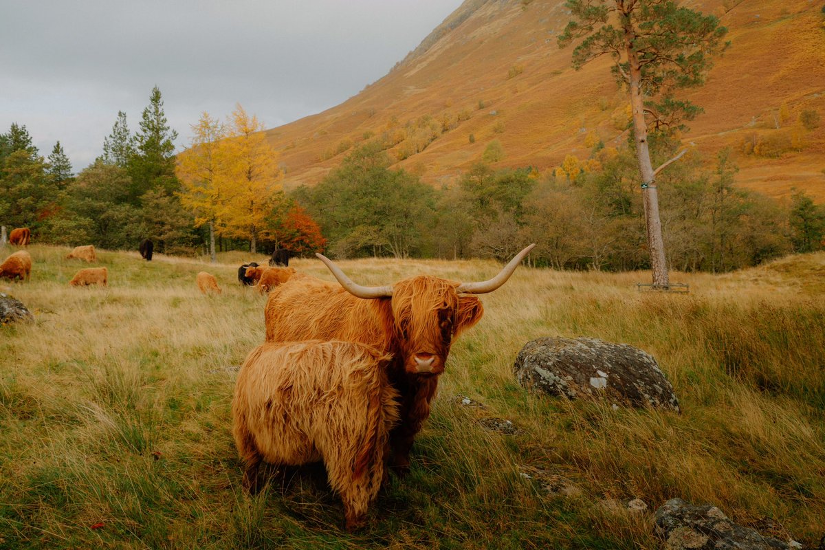 DanielCasson1's tweet photo. Scotland 🐮🍂 // https://t.co/1Dfj8SSLpc