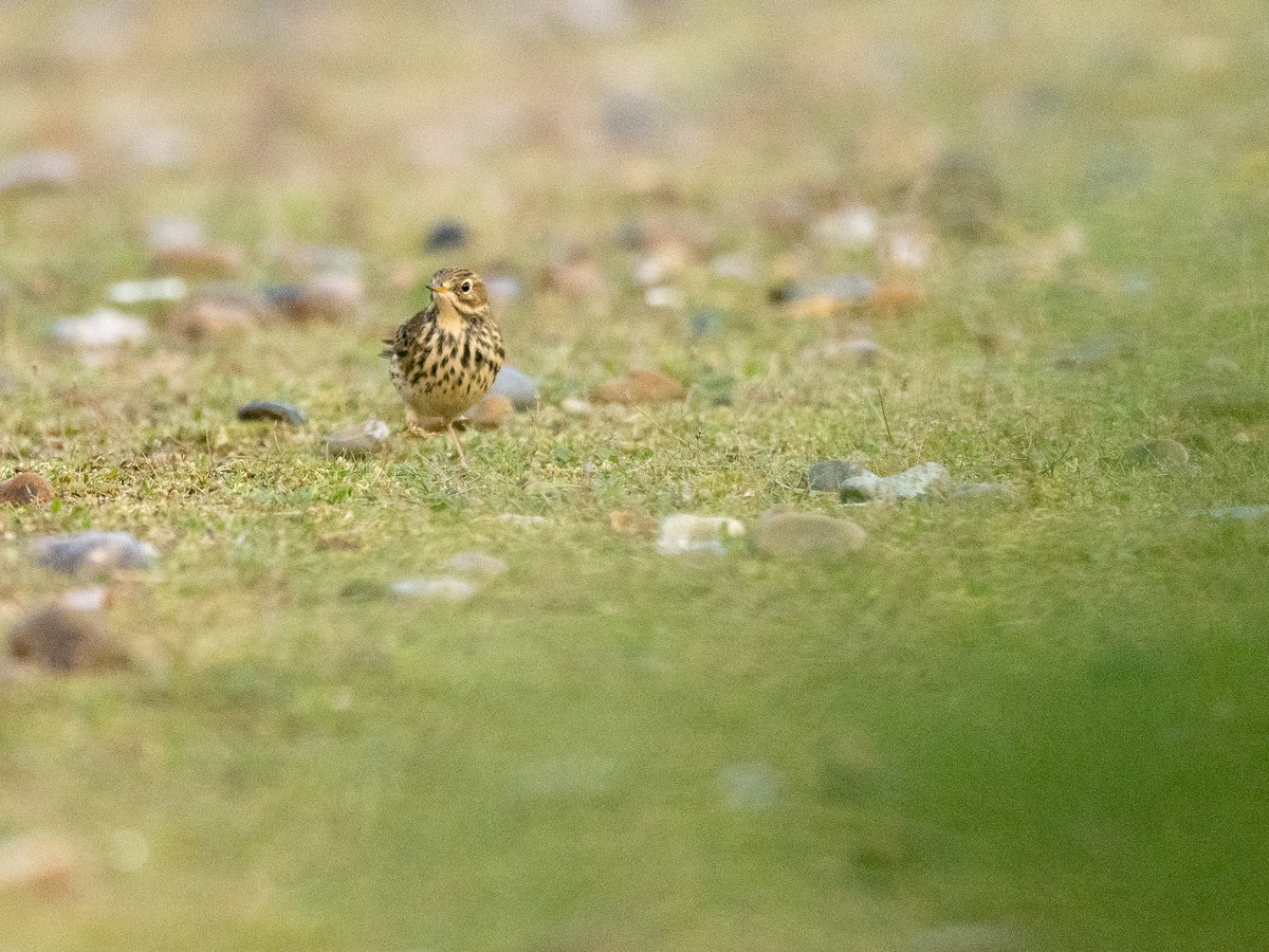 _fivefootseven's tweet photo. Oh yes, I finally saw my first Shore Lark in Suffolk today ✅ . Also, a few Mipits around and lots of Brent moving south. #birdsseenin2024 https://t.co/RDCxCKm5Nz