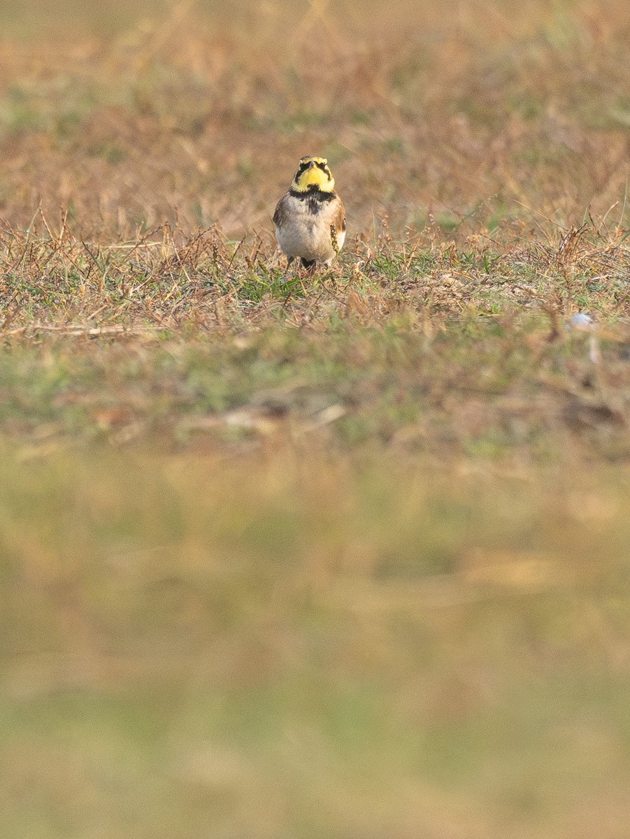 _fivefootseven's tweet photo. Oh yes, I finally saw my first Shore Lark in Suffolk today ✅ . Also, a few Mipits around and lots of Brent moving south. #birdsseenin2024 https://t.co/RDCxCKm5Nz