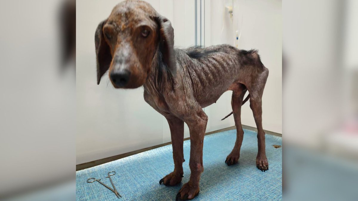Network4Animals's tweet photo. Thanks to YOU, 10 #streetdogs from the #Balkans will be saved from the deadly #leishmaniasis disease! Your generous support empowered us to provide 10 courses of life-saving & expensive #milteforan, saving 10 dogs from horrific suffering & death. Thank you!
#NFAUpdates #NFADogs https://t.co/P4BZBcQW5W