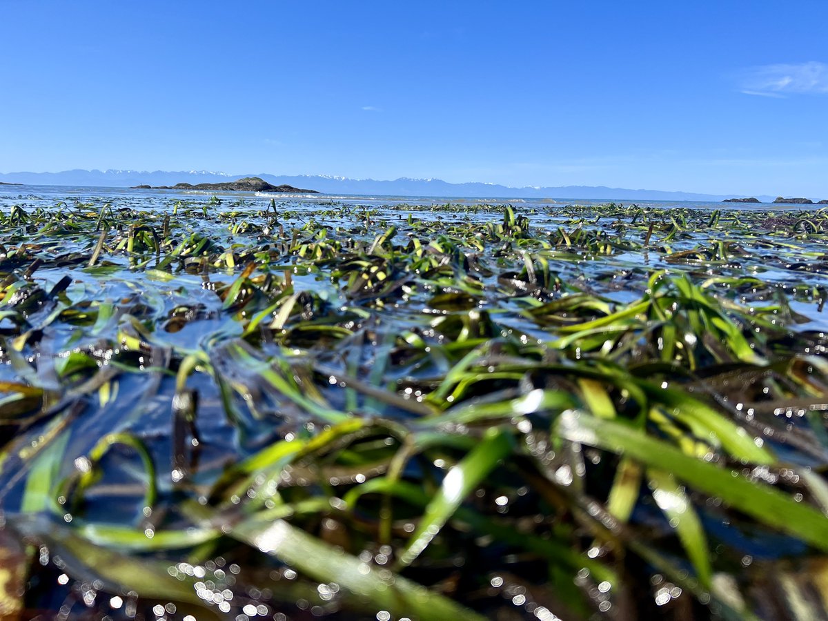 Thanks to The San Juan Islander for highlighting our recent work on #eelgrass resilience! 🌊🌱 

Terrific collab btwn academia, agencies, NGO, and citizen scientists🙌🤿 <a href="/waDNR/">Washington State Dept. of Natural Resources</a> #FriendsoftheSanJuans

sanjuanislander.com/news-articles/…