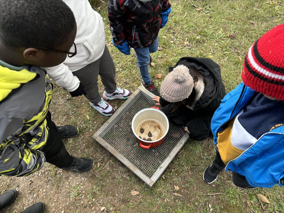 DPOutdoorEd's tweet photo. Some more exciting pictures with our baby snapping turtle friends 🐢@GAngelsBWDPCDSB #SilverCreekCritters #KeepWonderingandStayCurious https://t.co/40cgZxxTGz