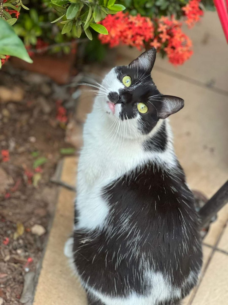 Su dueño falleció y sus familiares ya no la pueden tener, es super mansa y castrada. Esta en adopción. Fernando de la Mora, cel 0981178615

RT 👇🏻