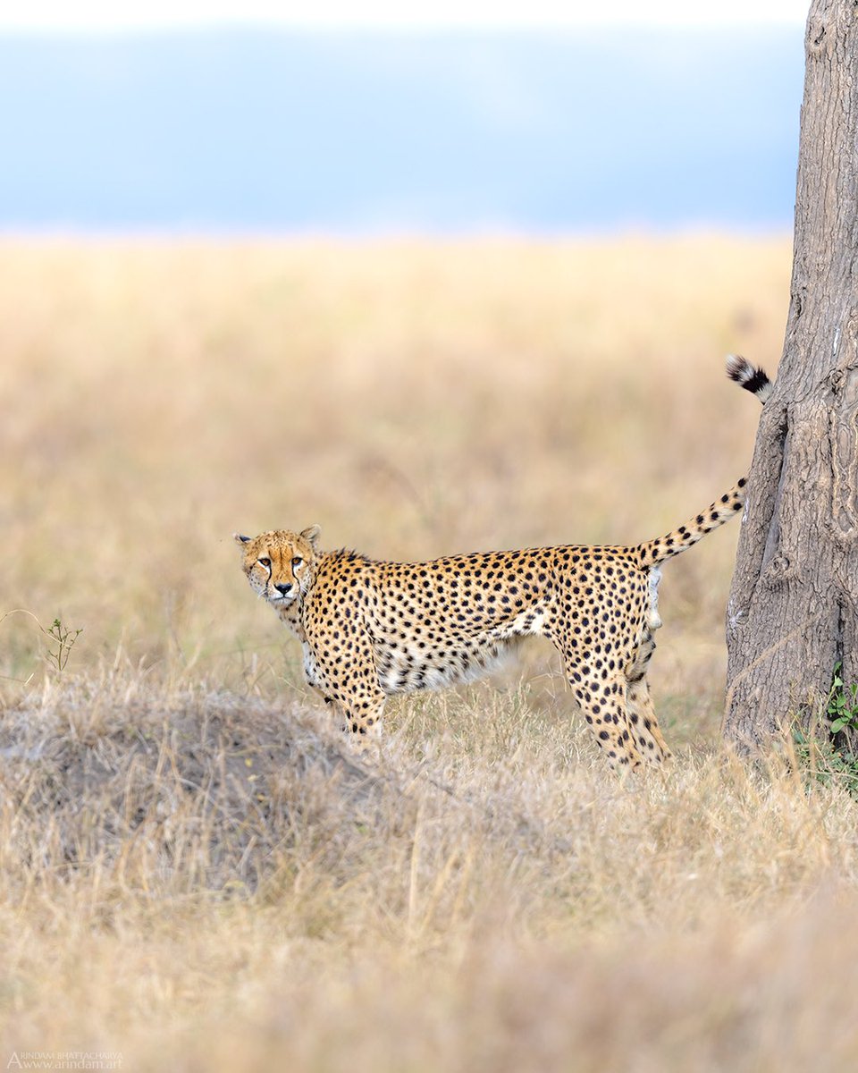 Arindam_Bh's tweet photo. Cheetah Scent Marking.
In the open grasslands of the Masai Mara, where territories can be vast, scent marking plays a vital role in maintaining cheetah social structures.
#arindam_bhattacharya 
.
.
#masaimaranationalpark #cheetah @WildlifeMag @SanctuaryAsia @SaevusWildlife https://t.co/jxDPCno8xu