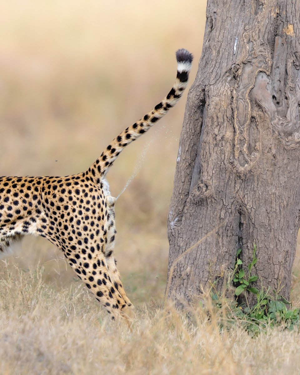 Arindam_Bh's tweet photo. Cheetah Scent Marking.
In the open grasslands of the Masai Mara, where territories can be vast, scent marking plays a vital role in maintaining cheetah social structures.
#arindam_bhattacharya 
.
.
#masaimaranationalpark #cheetah @WildlifeMag @SanctuaryAsia @SaevusWildlife https://t.co/jxDPCno8xu