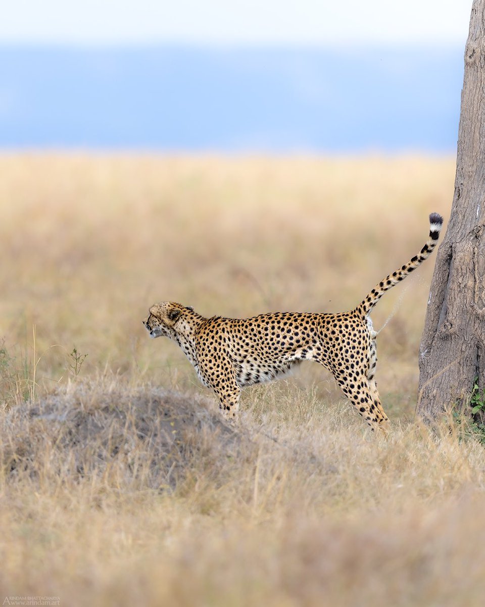 Arindam_Bh's tweet photo. Cheetah Scent Marking.
In the open grasslands of the Masai Mara, where territories can be vast, scent marking plays a vital role in maintaining cheetah social structures.
#arindam_bhattacharya 
.
.
#masaimaranationalpark #cheetah @WildlifeMag @SanctuaryAsia @SaevusWildlife https://t.co/jxDPCno8xu