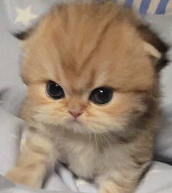 pgwkcat's tweet photo. https://t.co/WnmC726DtI