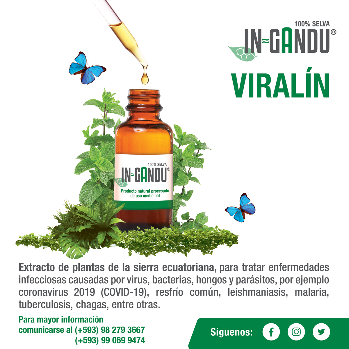 omarvacas's tweet photo. Desde que nacimos como emprendimiento, hemos mantenido el liderato en el mercado con tinturas&amp;oleatos In≈gandu®; pero lo más importante de toda esta historia, ha sido esa sonrisa de felicidad que nos han regalado los cientos de pacientes que mejoraron su calidad de vida... https://t.co/c9BFiYmpaw