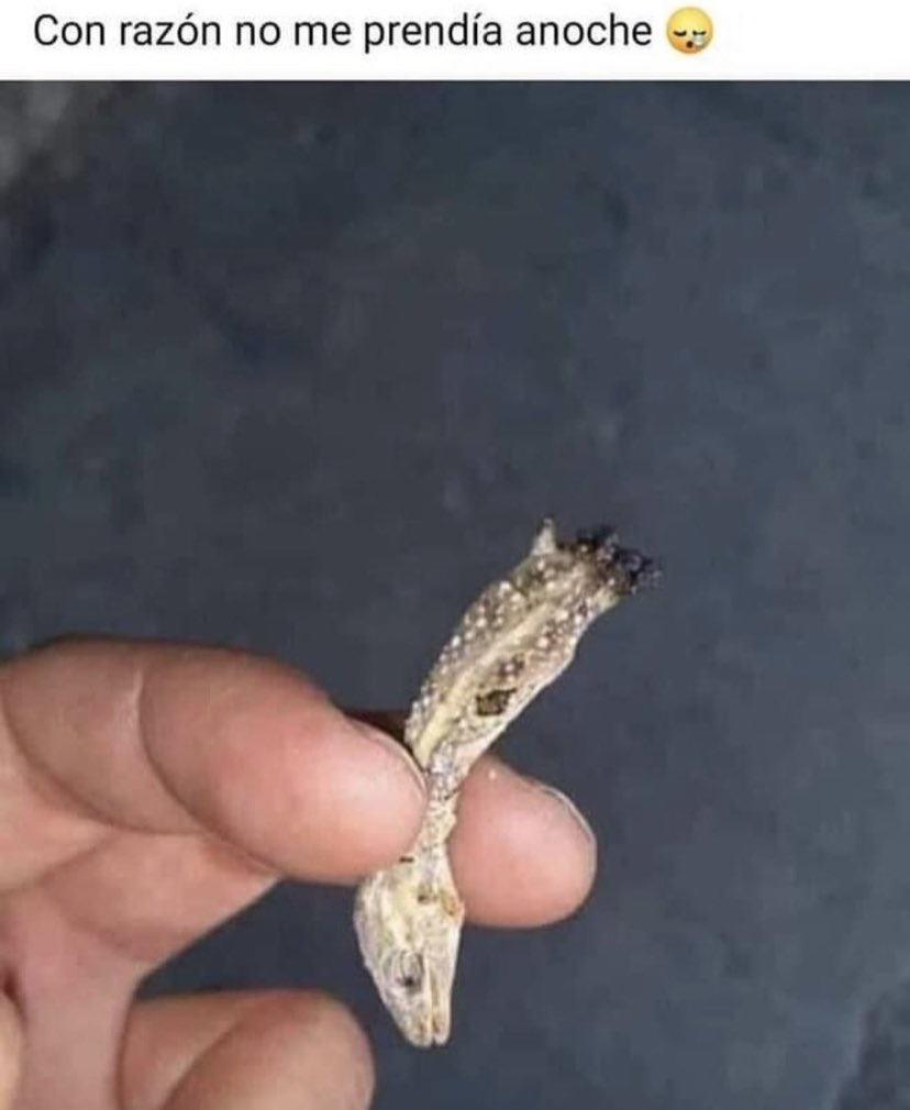 Chavales… la gertru🐢 se trajo a su primo a kely y ayer to vorracho me lo fume… 🪦

Espero que no se entere el juan cuesta 🌭😅