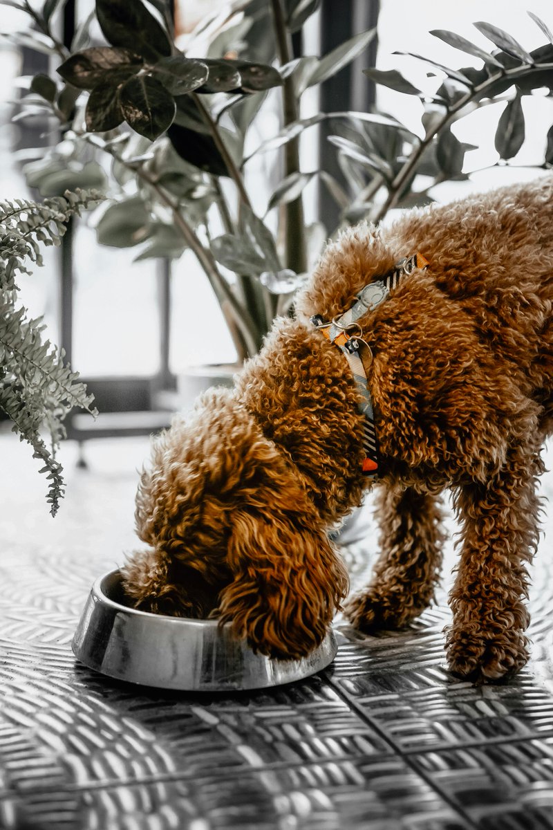 wagz2wigglez's tweet image. Durability meets style! 🐾 Our stainless steel dog bowls are easy to clean and built to last. Shop now at Wags2WigglesDogStore.com! #DogEssentials #StainlessSteelBowls #PetProducts