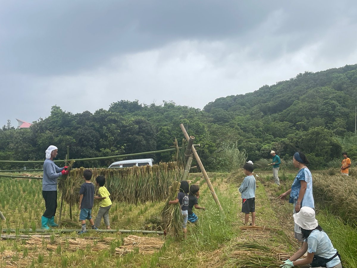 LitsukoM's tweet photo. 稲刈り🌾

裸足で土と触れ合う

なんとも贅沢な時間

子どもたちも

大人たちも

みんなhappyな祭り https://t.co/BhpOPrZ3y9