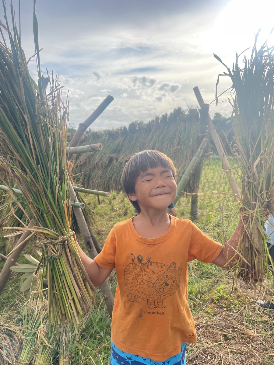 LitsukoM's tweet photo. 稲刈り🌾

裸足で土と触れ合う

なんとも贅沢な時間

子どもたちも

大人たちも

みんなhappyな祭り https://t.co/BhpOPrZ3y9