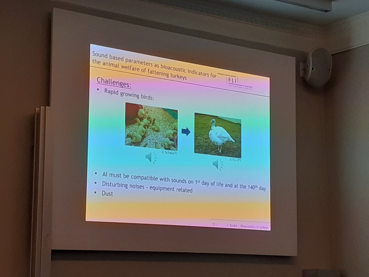 🦃 Our second speaker in the welfare session is Jessica Raabe (FLI Celle), who outlines her PhD project on sound-based parameters as bioacoustic indicators for the welfare of fattening turkeys.

#gradbehav24