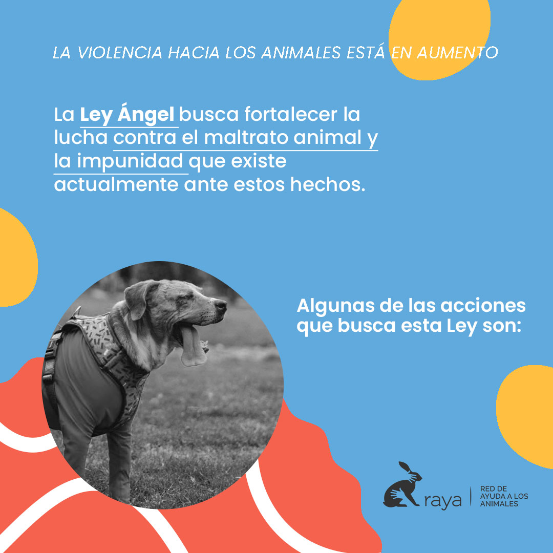 somosraya's tweet photo. Uno solo lee quejas de la inoperancia de las autoridades para atender los casos de maltrato animal. @andreanimalidad busca con su #LeyÁngelYA fortalecer la lucha contra el maltrato animal desde varios frentes. https://t.co/H6sMdojyse