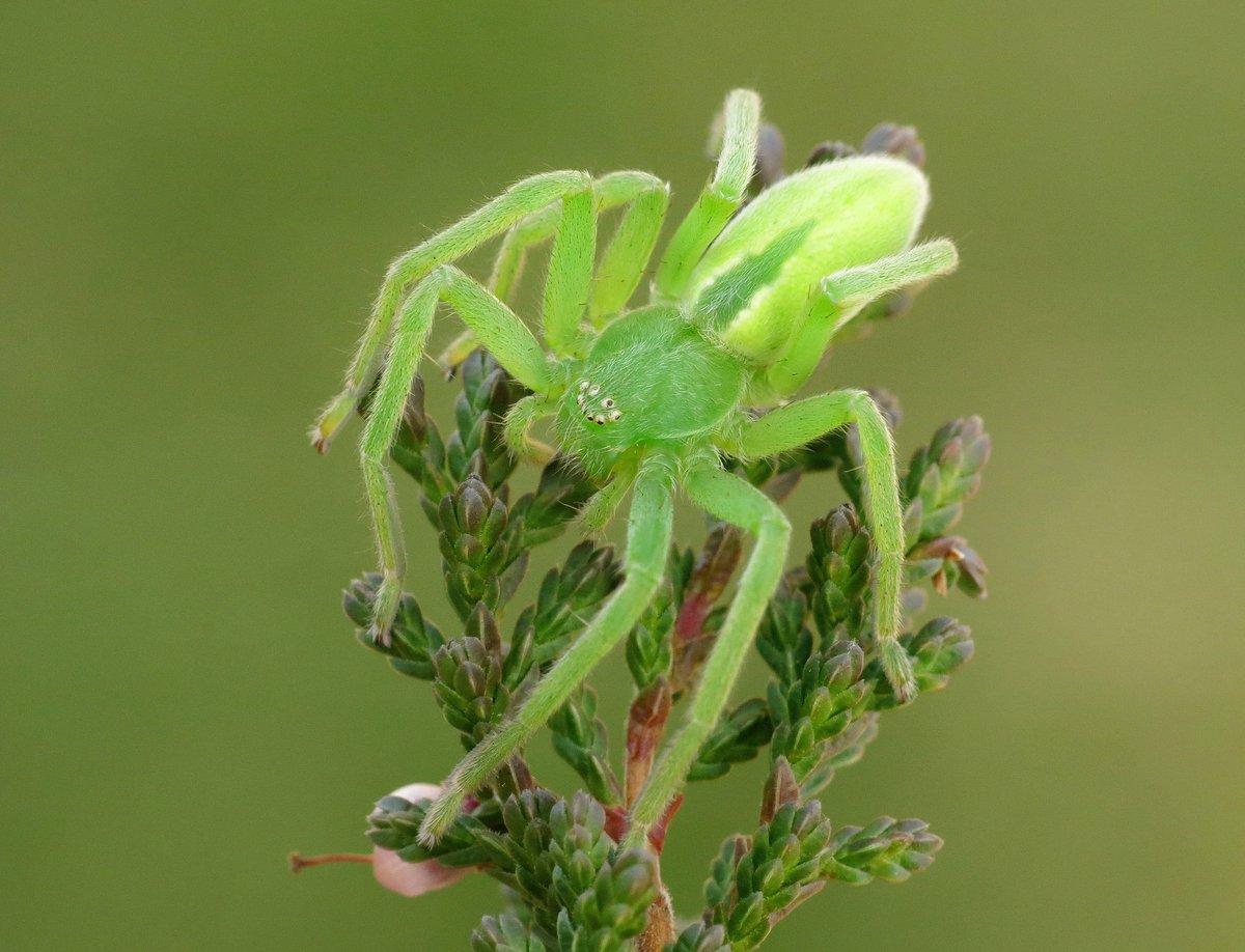 Panjan1972's tweet photo. Aan de voet van de Holterberg deze zeer zeldzame groene jachtspin gevonden. Wat een onmeunig mooi beest! #zeldzaam #spin #spinder #macro #nature #NaturePhotography @waarneming @VroegeVogels @NatureTodayNL @NationaalParksh https://t.co/NN9qL1RseS