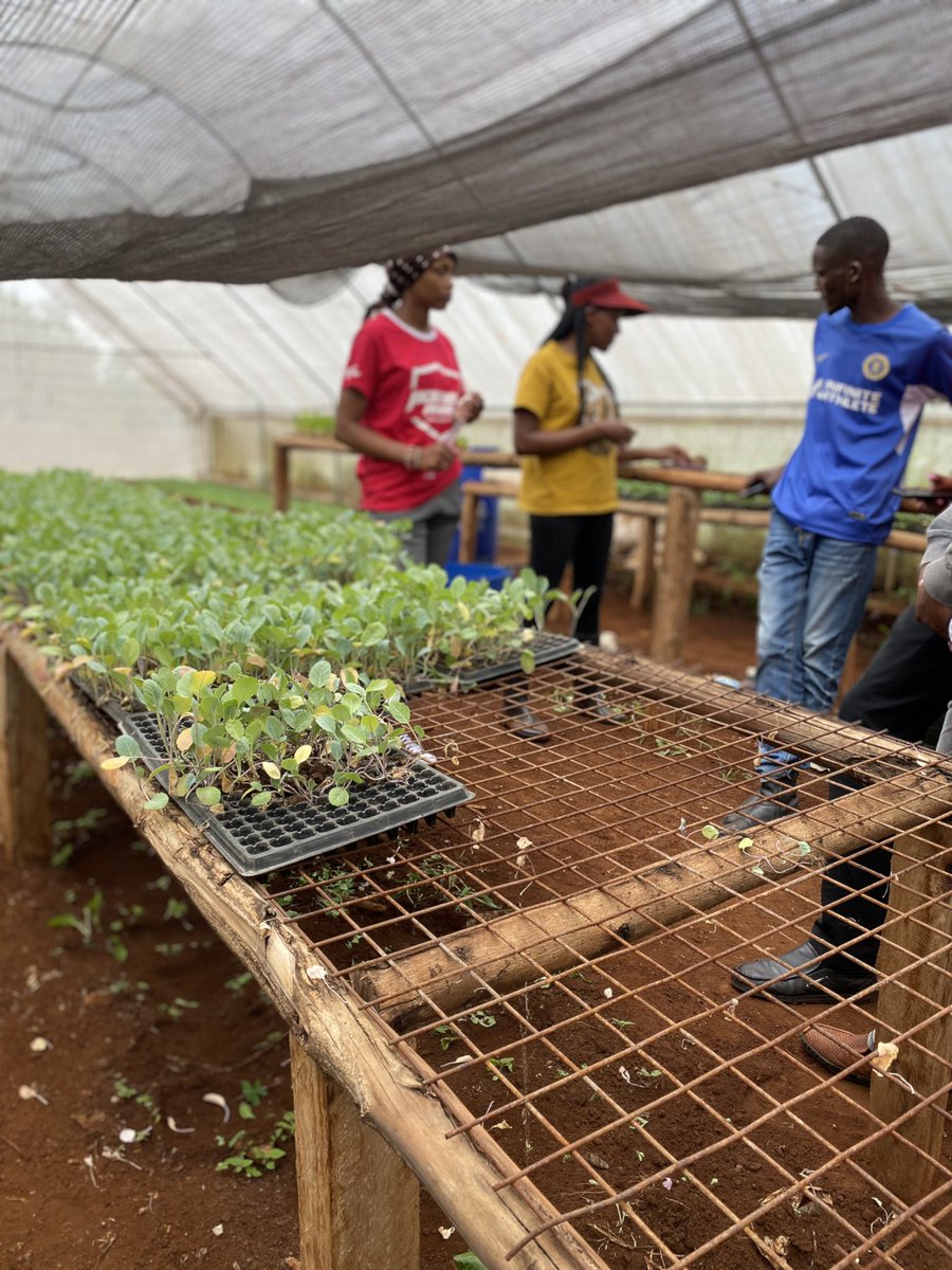DannyCoyne6's tweet image. Capacity building at YMCA agricultural college in Limuru, Kenya. As the #ResilientCities Inititiative (RCI) transforms into the Future Food Frontiers &amp;amp; Security!  @NemAfrica continues to advocate for the use of tray seedlings to avoid pest propagation and increase produce.