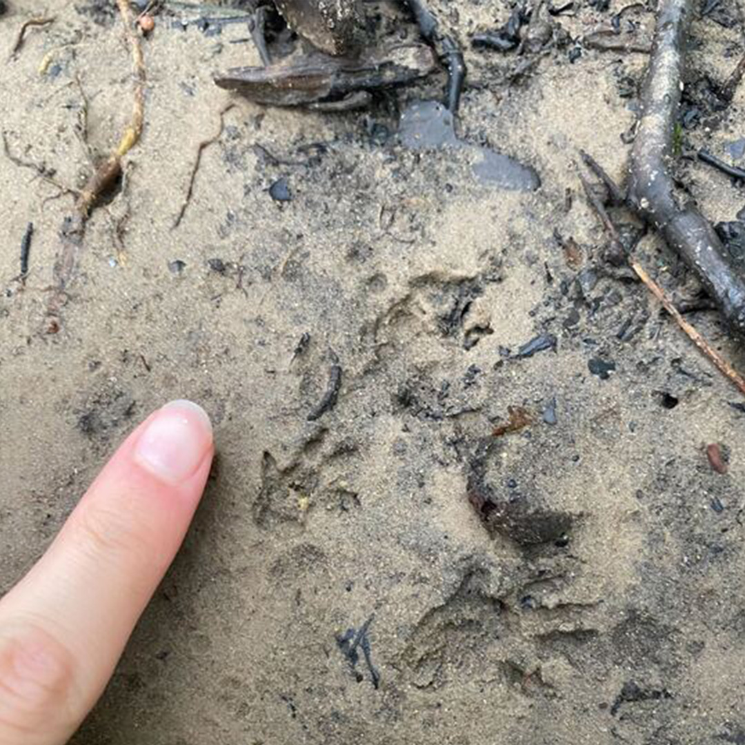 Around seven miles from a release site (9 yrs ago), these prints were spotted on a recent client site survey. Rae saw plenty of burrows the whole length of the stream, so will be checking for other signs during her next visit.

Book your next survey: bakerconsultants.co.uk/contact-us/