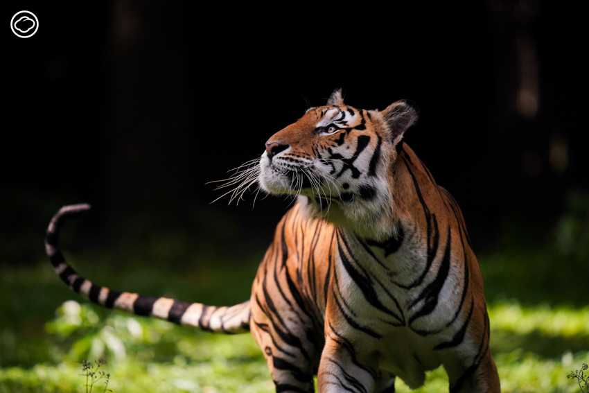 readthecloud's tweet image. สัตว์ป่าจำนวนมากไร้โอกาสในการดำเนินชีวิตไปตามวิถี แต่พวกมันกำลังทำหน้าที่หนึ่งนั่นคือ ‘ทูต’ ปริญญากร วรวรรณ เจ้าของคอลัมน์ #LifeonEarth พาไปเรียนรู้บทเรียนจากหมูเด้ง เสือโคร่ง สัตว์ป่าที่อยู่ในกรงสวนสัตว์ และหาคำตอบว่าทั้งหมดนี้คุ้มค่าแล้วจริงหรือ readthecloud.co/zoo-and-animal…