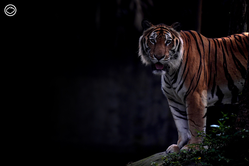 readthecloud's tweet image. สัตว์ป่าจำนวนมากไร้โอกาสในการดำเนินชีวิตไปตามวิถี แต่พวกมันกำลังทำหน้าที่หนึ่งนั่นคือ ‘ทูต’ ปริญญากร วรวรรณ เจ้าของคอลัมน์ #LifeonEarth พาไปเรียนรู้บทเรียนจากหมูเด้ง เสือโคร่ง สัตว์ป่าที่อยู่ในกรงสวนสัตว์ และหาคำตอบว่าทั้งหมดนี้คุ้มค่าแล้วจริงหรือ readthecloud.co/zoo-and-animal…