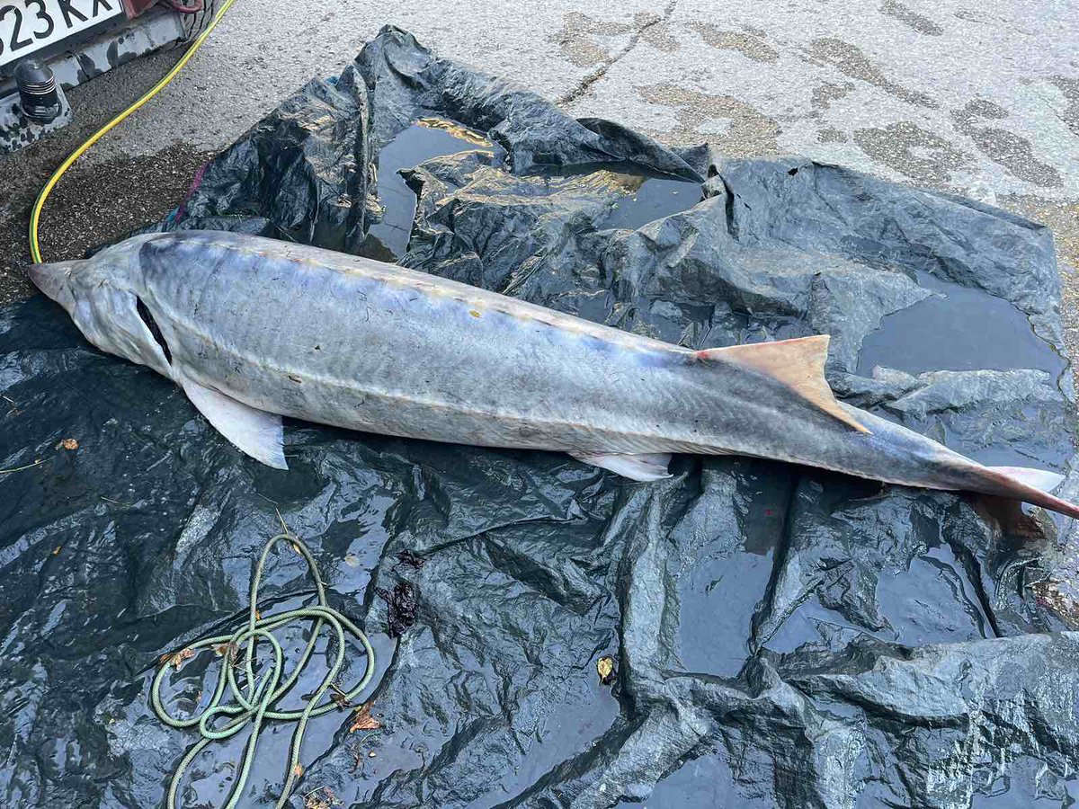 Magnificent - and critically endangered - Beluga #sturgeon poached in Bulgaria.

Wildlife crime is the greatest direct threat to sturgeon species in the Danube. 

It's also one of the reasons why freshwater species populations have crashed 85% since 1970