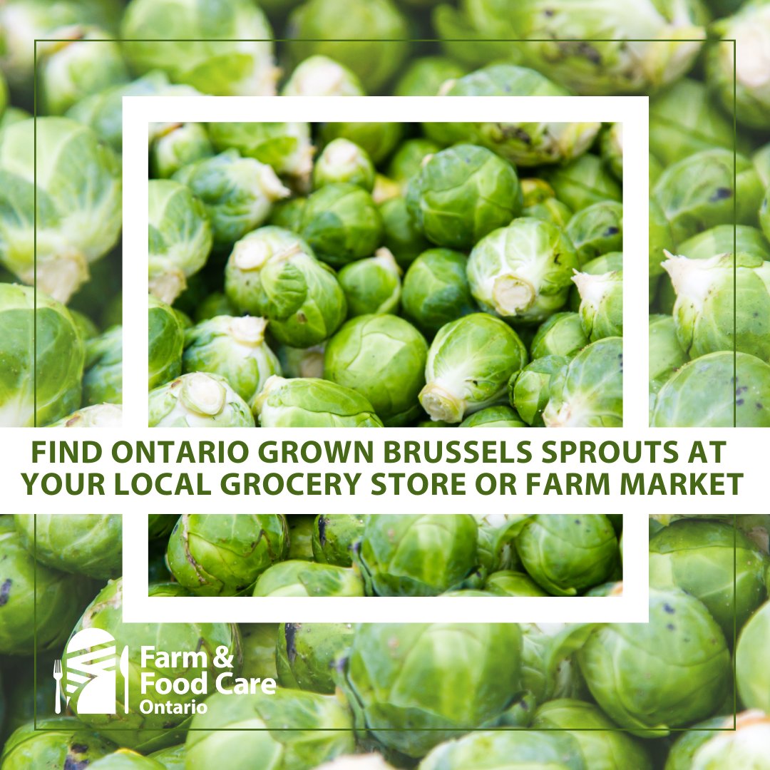 Get ready, Ontario! It's Brussels sprouts harvest season and we can't wait to devour the most delicious local produce. Let's show our support for our farmers who bring us these tasty gems. Time to savour the flavours of fall and give thanks to those who make it all possible!