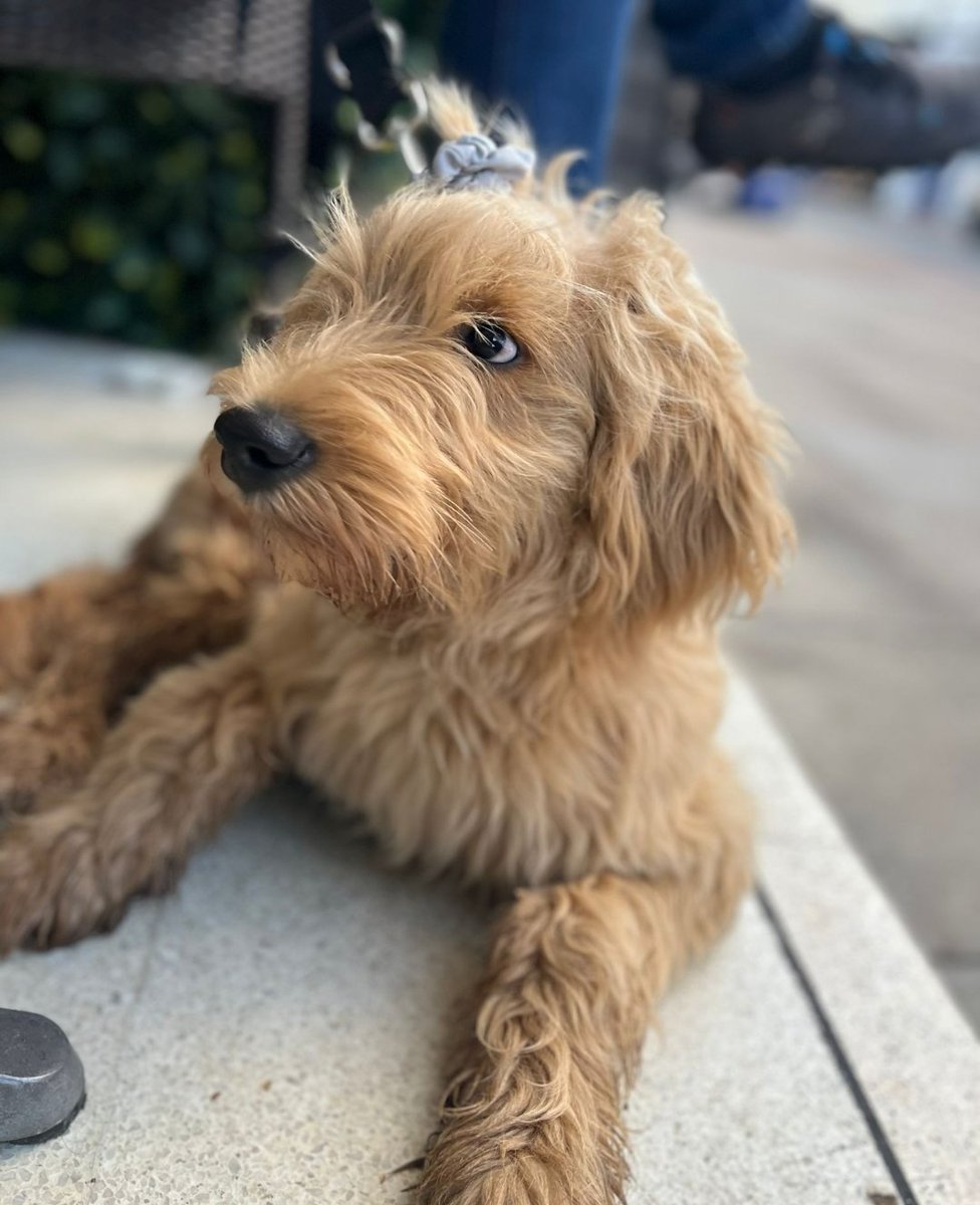 #Dog taken in #WestHampstead 1pm today from outside Emmanuel Church.  Please help to find little Inus - pls share and keep an eye out locally.