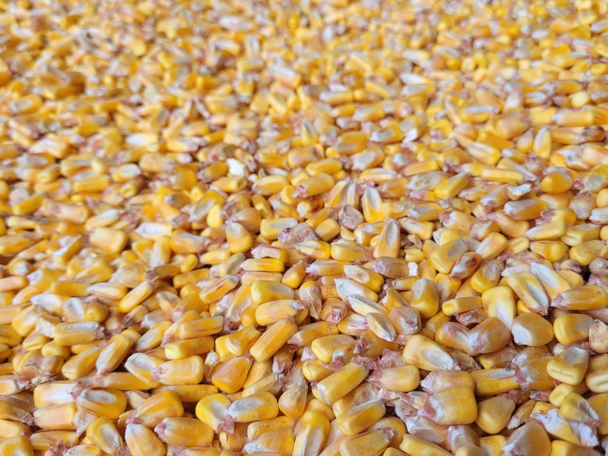 farmer815's tweet photo. Juste les grains🌽, me parlent...🤩 https://t.co/vvGhsBW3gd