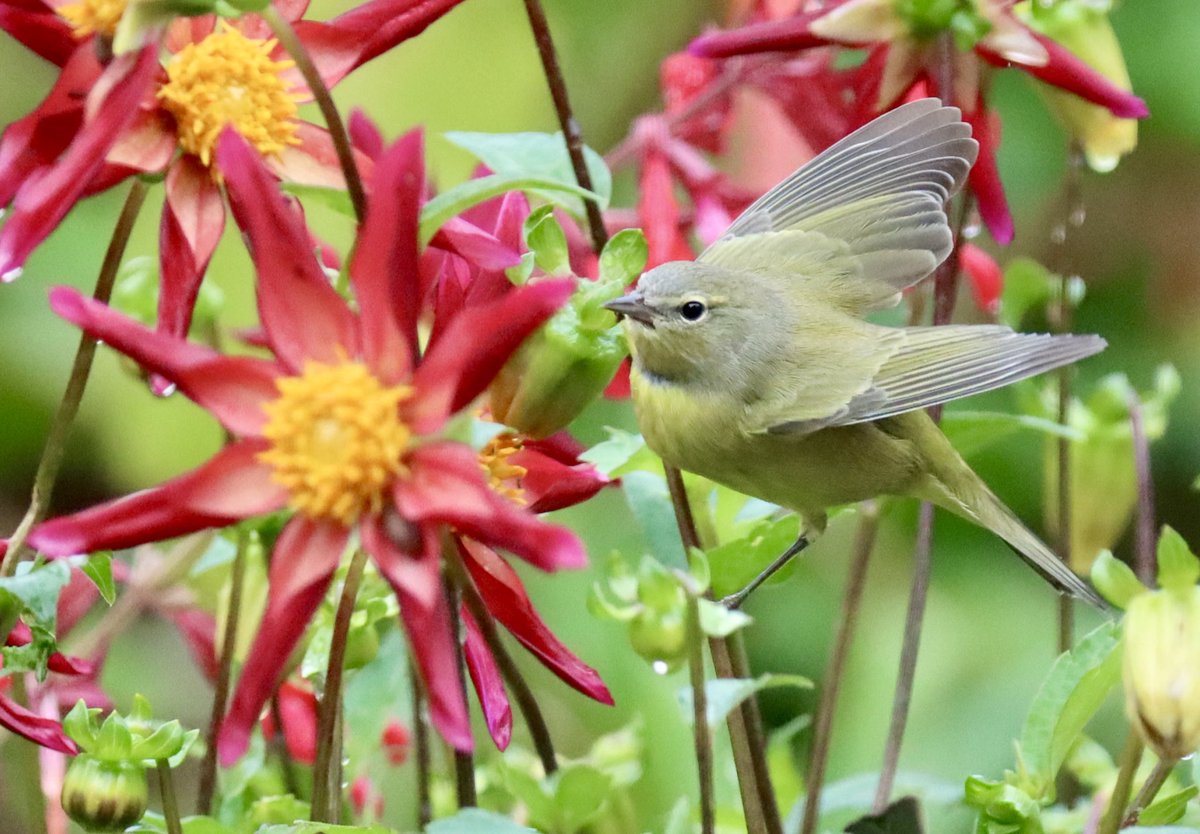 After yesterday’s double bogie I have redeemed myself with a #birdie.  Yay! My fav subject.  #birdlover #wordle #birdle 

Wordle 1,215 3/6

⬜🟨🟩🟨⬜
⬜🟩🟩⬜🟨
🟩🟩🟩🟩🟩