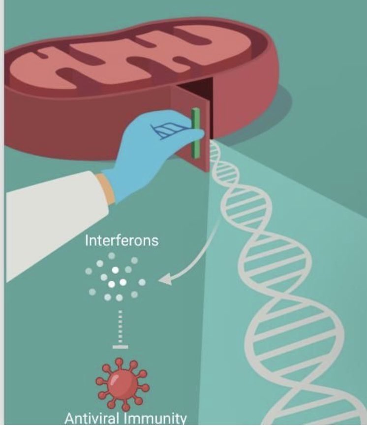 Big congrats to Shane O’Carroll and Christian Peace who led this study in our lab- a metabolite called Itaconate already known to be anti- inflammatory also drives anti-viral interferons via blocking the enzyme SDH. Funded by the ERC and Research Ireland tcd.ie/news_events/ar…