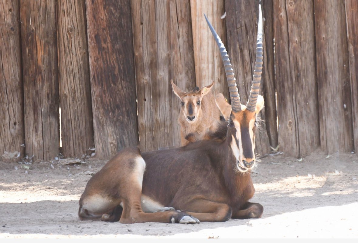 ZooWildlife's tweet image. Have you seen the baby Sable Antelope yet? 😊

Sable antelopes live in the southern savannas of Africa. Both males and females have large ringed horns that rise vertically and curve backward.

#sableantelope #babyanimals #zoocute #westvalleyaz