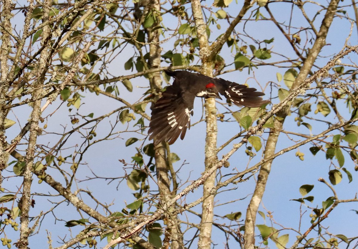 #woodpeckerwednesday incoming from the neighbours.  #bif #birdlover #backyardbirding #birdtwitter