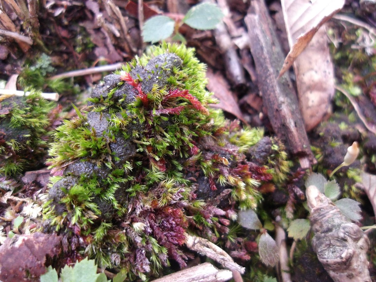 アカイチイゴケ

かな。かわいい