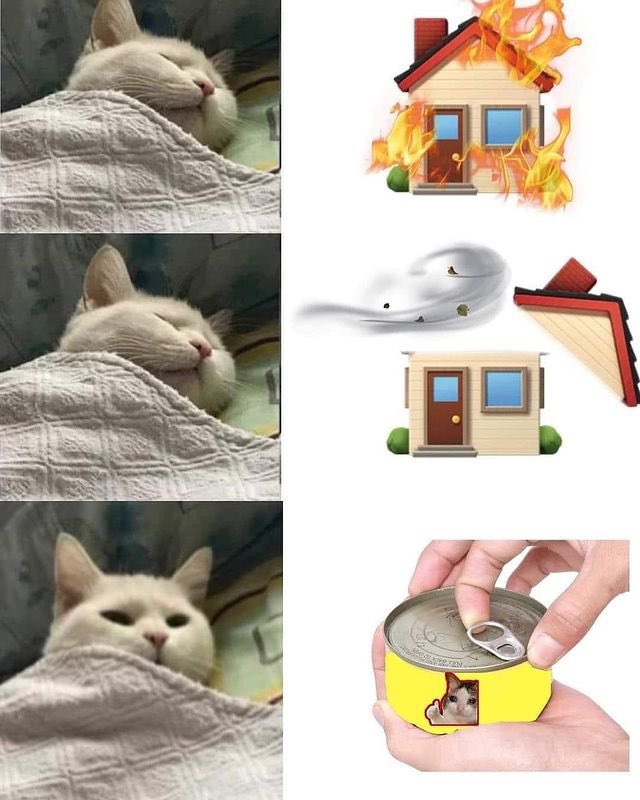 cuttee_cat's tweet photo. ما يصحي المياو من النوم الا شي واحد بس 😂 https://t.co/iqkwi1vAT3