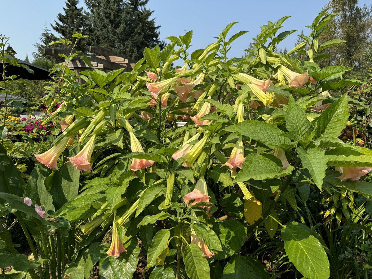 Angel trumpets are all stored away for the winter now.   Just the fuchsias and dahlias are hanging on.  Their turn next.

#gardenersworld