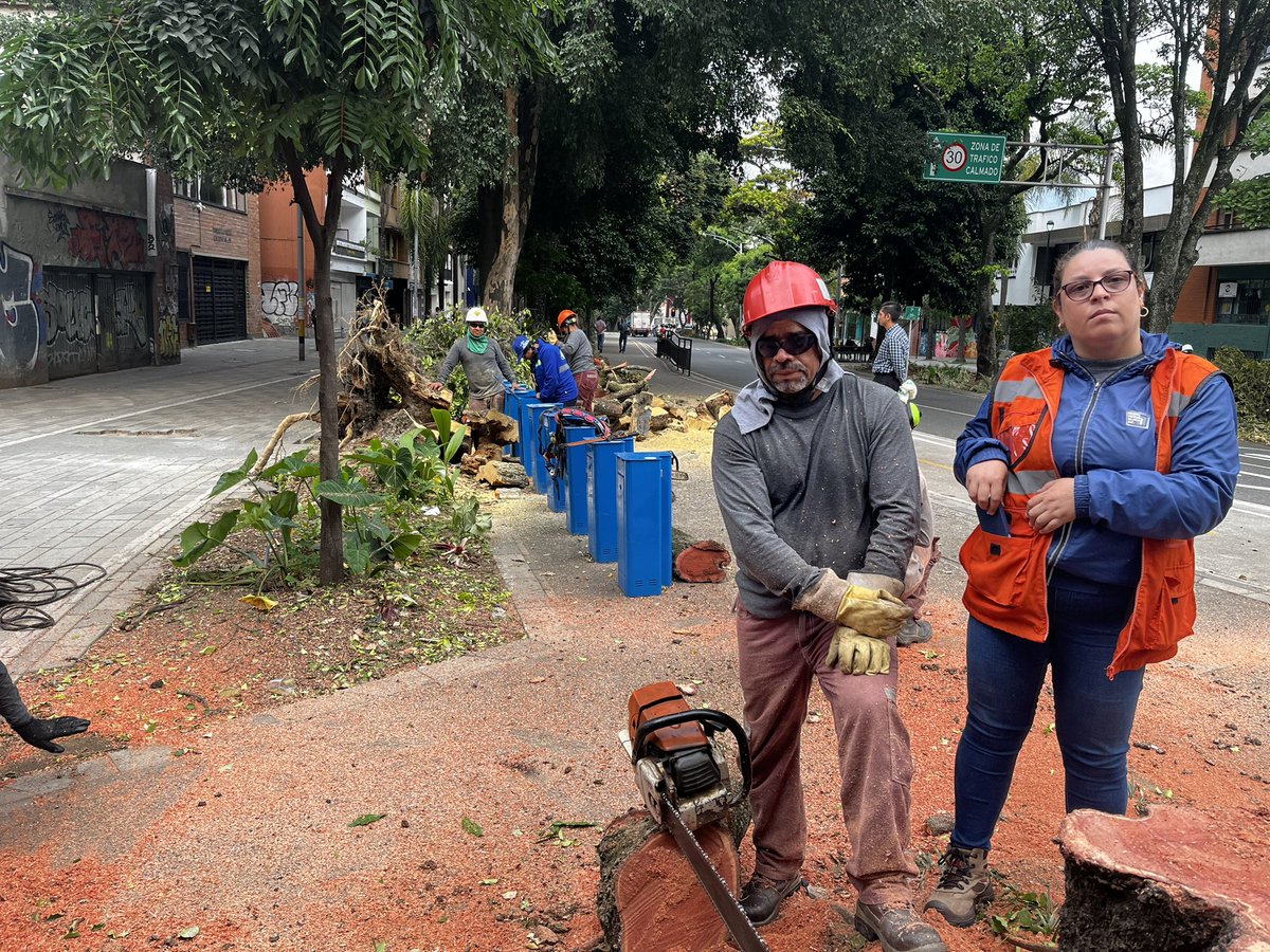 A muerto un hermoso árbol de la avenida la Playa. O mejor, ha sido cortado por las sierras del <a href="/Areametropol/">Área Metropolitana del Valle de Aburrá</a> , un árbol bueno donde vivían algunos búhos. Sin piedad los dejaron sin hogar.
