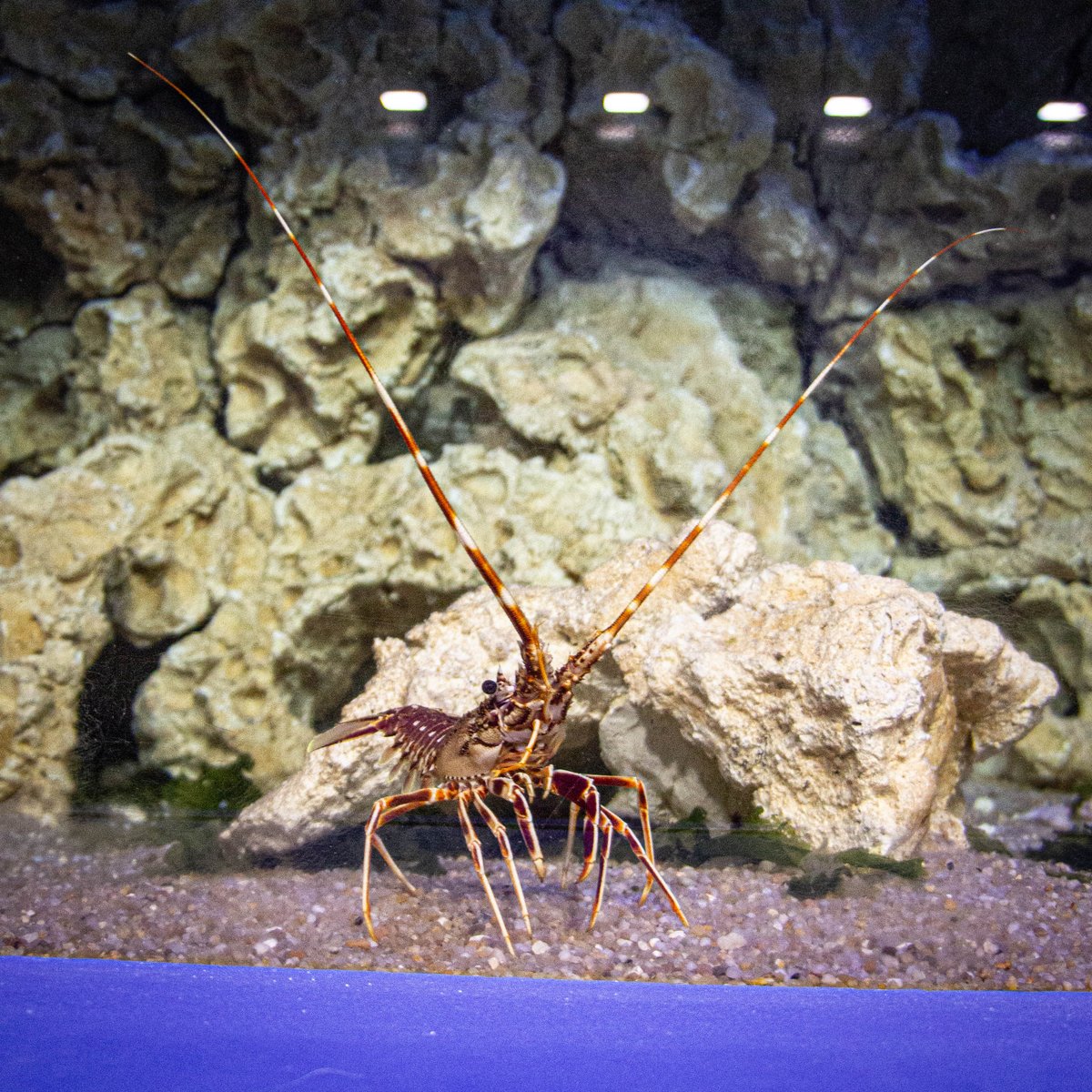 Stella Mare - Università di Corsica/CNRS tweet media