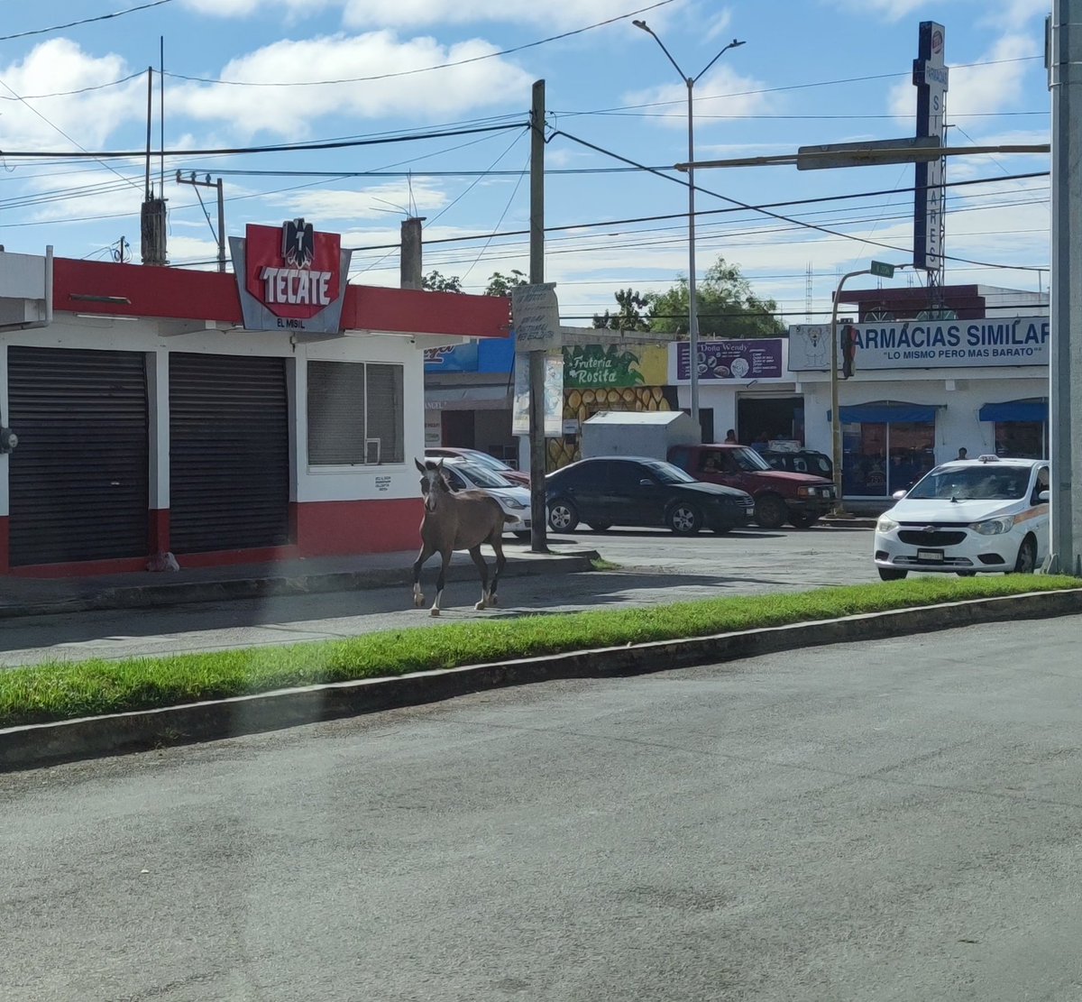 Muan69's tweet photo. #Chetumal caballito suelto en Chetumal y Maxuxac https://t.co/9rZmvlimTt