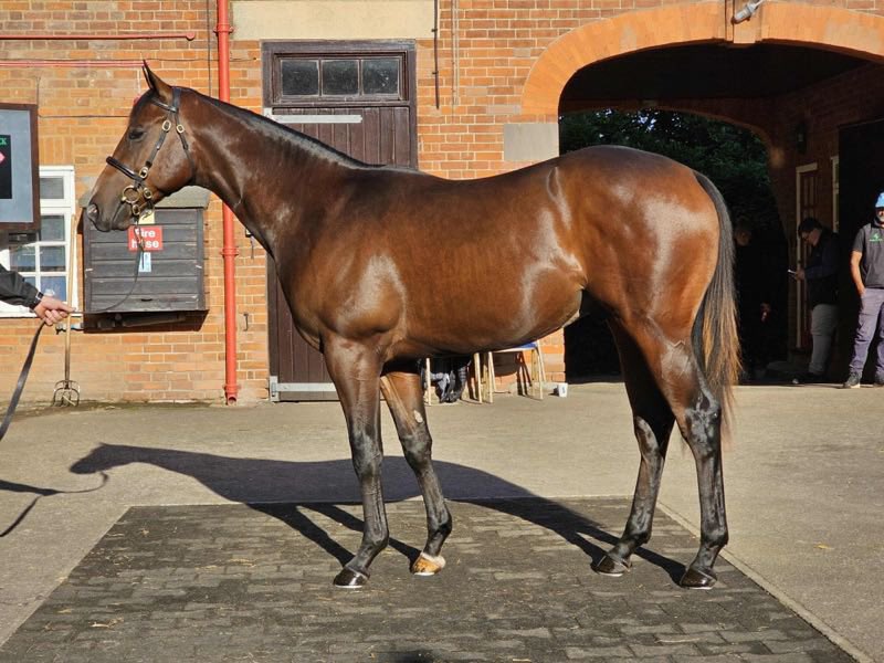 Darley in Europe (@darleyeurope) on Twitter photo Lot 1085 - 150,000gns
🇬🇧 A #HarryAngel half-brother to #BluePoint’s juvenile Stakes-placed Make Haste sells to Clive Cox for 150,000gns
Consigned by <a href="/tradewinds_stud/">Tradewinds Stud</a>, he is from the family of Champion three-year-old sprinter Mince 👏 Lot 1085 - 150,000gns
🇬🇧 A #HarryAngel half-brother to #BluePoint’s juvenile Stakes-placed Make Haste sells to Clive Cox for 150,000gns
Consigned by <a href="/tradewinds_stud/">Tradewinds Stud</a>, he is from the family of Champion three-year-old sprinter Mince 👏