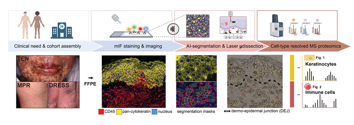 It all started with ‘Deep Visual Proteomics’ to profile immune cells and keratinocytes across skin diseases from a single 3μm FFPE section each. This cutting-edge technology provided unprecedented insights at cell-type resolution and amazing depth (~5000 proteins!)🥳⬇️