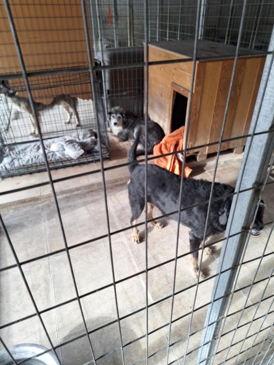 🆘 Το πρότυπο «Καταφύγιο του Σωκράτη», ένας σύγχρονος χώρος φιλοξενίας αδέσποτων, που δημιουργήσαμε το 2021 με πολλή αγάπη και επαγγελματισμό, πλέον βρίσκεται στο έλεος της αδιαφορίας και της εγκατάλειψης.

‼️ Η Δημοτική Αρχή οφείλει να βρει άμεση λύση με τους εργαζόμενους που