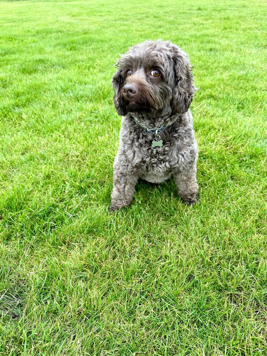 Hoomum says I look shifty 👀 
She might be righ🤣 That’ll keep her on her toes…….🐾🐾

#labradoodle #DogsOfX