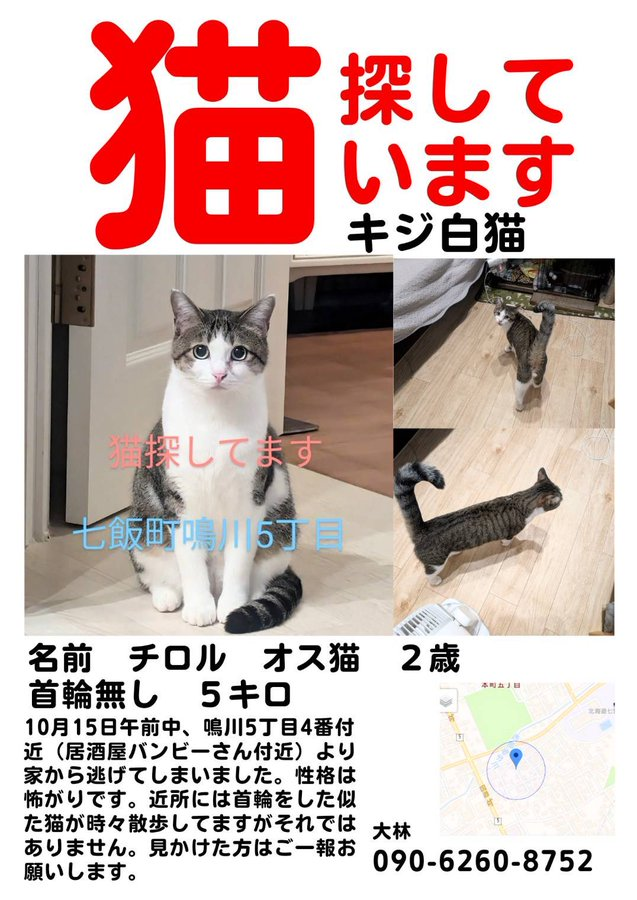 yuzu_bely0305's tweet photo. ピースにゃんこ函館＠うめこBB
@umeko_hakodate
北海道亀田郡七飯町で猫が脱走🙀探してます。
見かけた方がいらっしゃいましたら、情報提供、ご協力お願い致します🙇 https://t.co/NArsmNzmM1