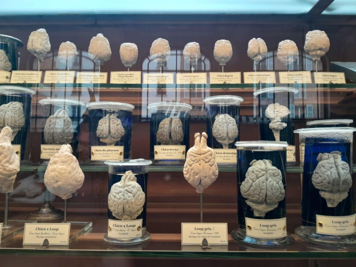 La Science, CQFD (@sciencecqfd) on Twitter photo <a href="/Le_Museum/">Muséum national d'Histoire naturelle</a> <a href="/maglarecherche/">La Recherche</a> <a href="/PourlaScience/">Pour la Science</a> <a href="/lemondefr/">Le Monde</a> <a href="/franceculture/">France Culture</a> Reportage d’<a href="/alxdr_morales/">Alex</a> > Itw de <a href="/thomas_cucchi/">Thomas Cucchi</a> et Sandrine Ladevèze au <a href="/Le_Museum/">Muséum national d'Histoire naturelle</a> à propos de l’évolution du cerveau du chien sous l’effet de la domestication #ScienceCQFD <a href="/Le_Museum/">Muséum national d'Histoire naturelle</a> <a href="/maglarecherche/">La Recherche</a> <a href="/PourlaScience/">Pour la Science</a> <a href="/lemondefr/">Le Monde</a> <a href="/franceculture/">France Culture</a> Reportage d’<a href="/alxdr_morales/">Alex</a> > Itw de <a href="/thomas_cucchi/">Thomas Cucchi</a> et Sandrine Ladevèze au <a href="/Le_Museum/">Muséum national d'Histoire naturelle</a> à propos de l’évolution du cerveau du chien sous l’effet de la domestication #ScienceCQFD