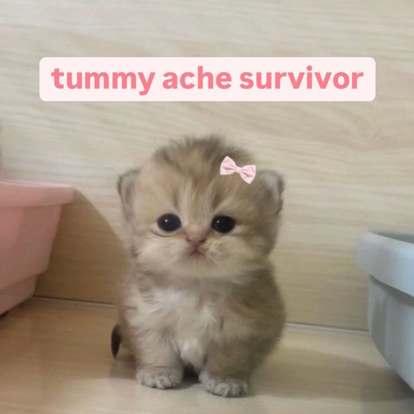 smol silly cat tweet media